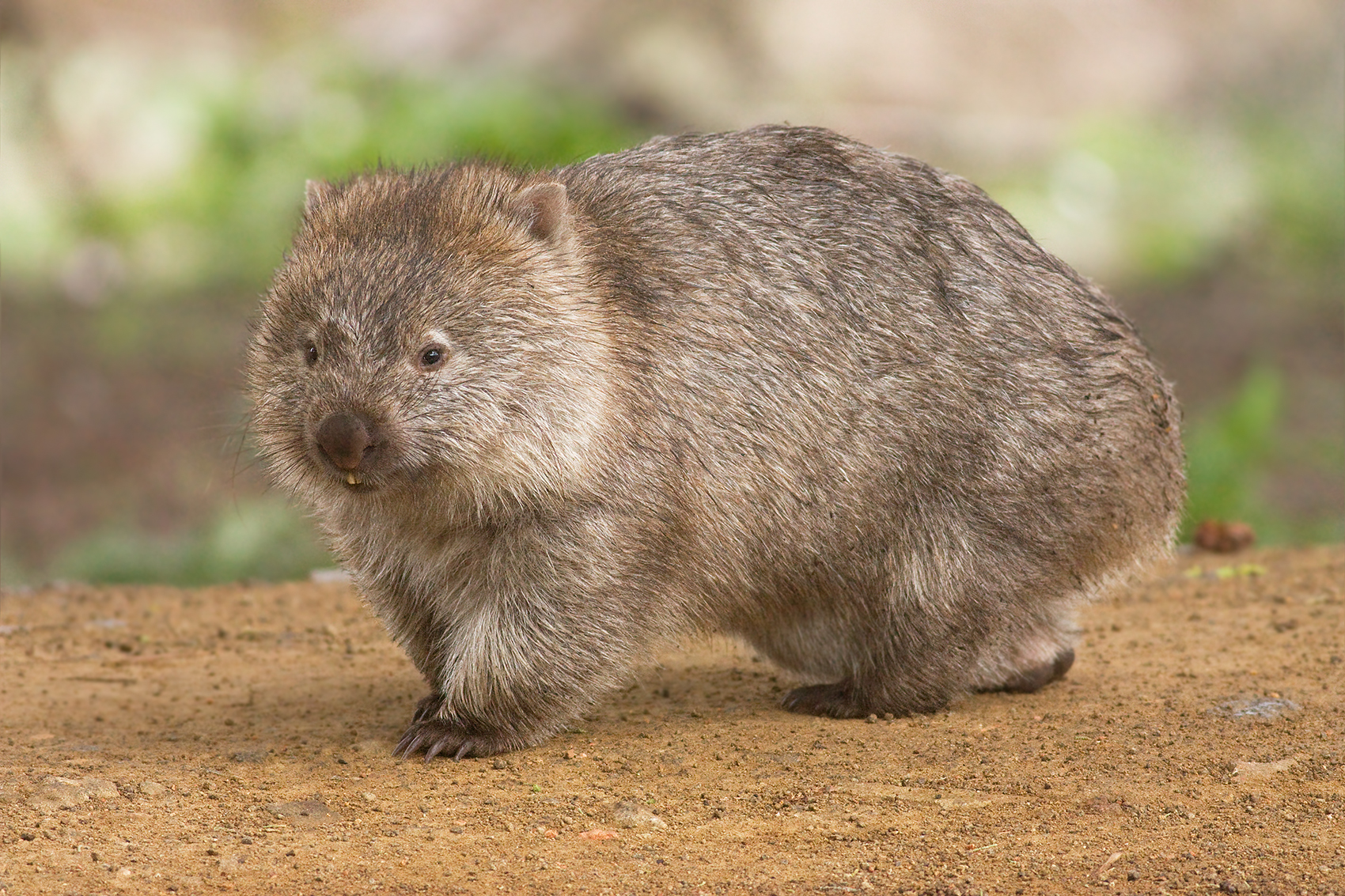 Picture of a wombat